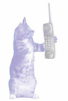 Telephone Consultations for Pet Owners from San Diego, CA