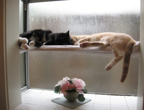 How Clara Belle Got Her House Back