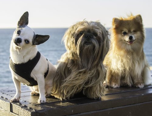 One Plus Two Makes Three and a Happy Family