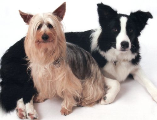 Of Silkys, Border Collies and The Lindas.