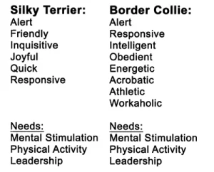 silky terrier vs border collie temperments